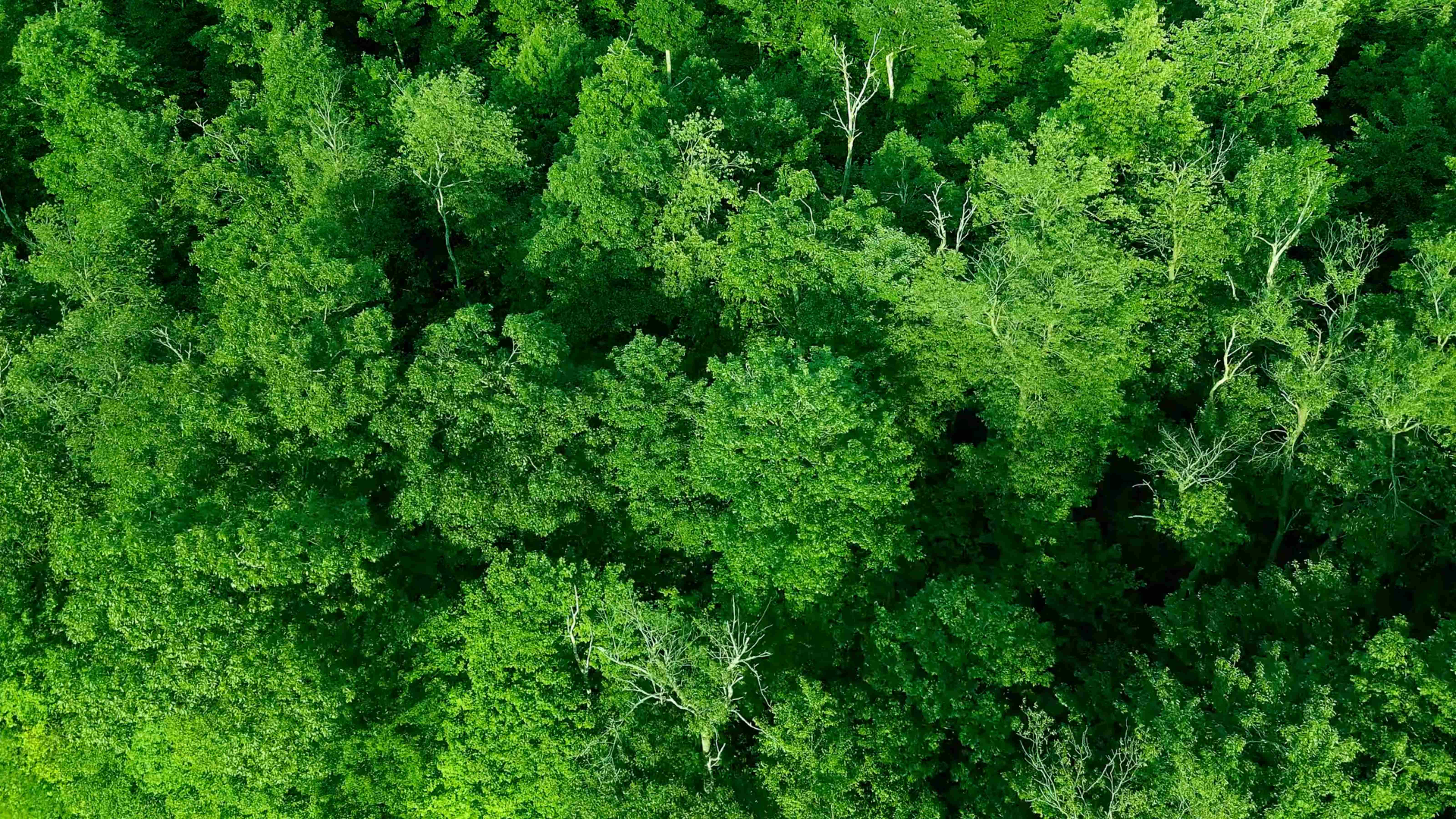 Aerial view of forest